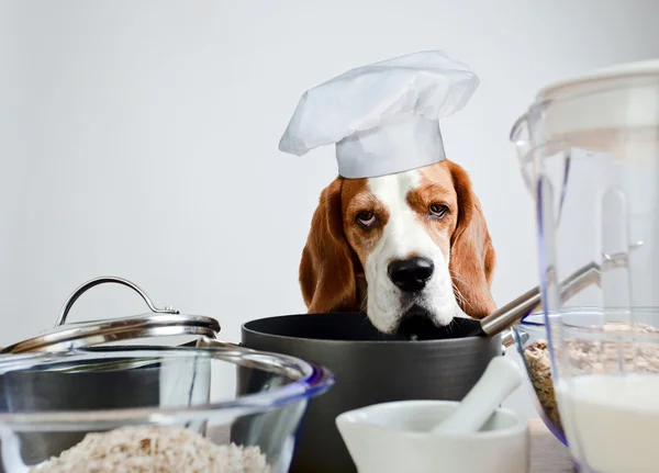 Beagle na cozinha — Fotografia de Stock