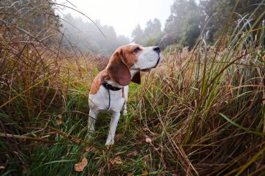 Beagle orman