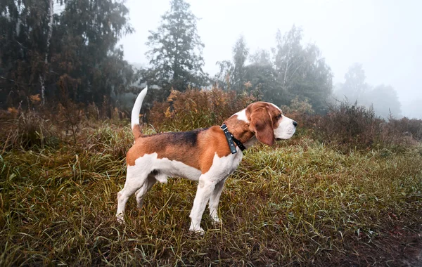 Beagle in forest — Stock Photo, Image