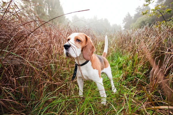 Beagle στο δάσος — Φωτογραφία Αρχείου