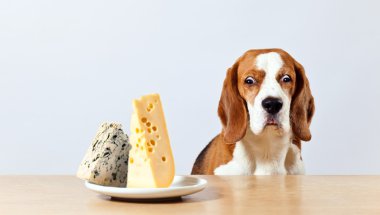 Beagle ve peynir