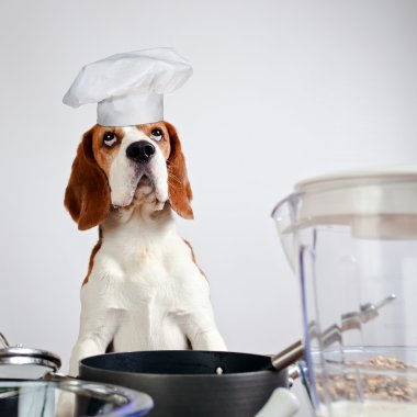 Beagle mutfak