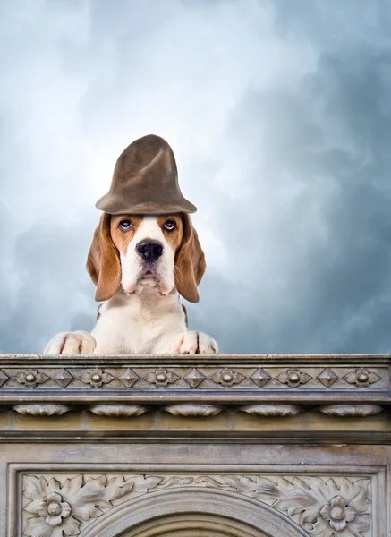 Hond in een magische hoed — Stockfoto