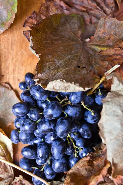 成熟的蓝色葡萄 — 图库照片