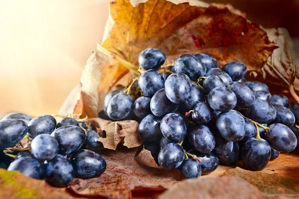 Érett kék szőlő — Stock Fotó