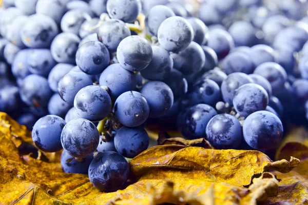 Culture de raisins pour la fabrication du vin — Photo