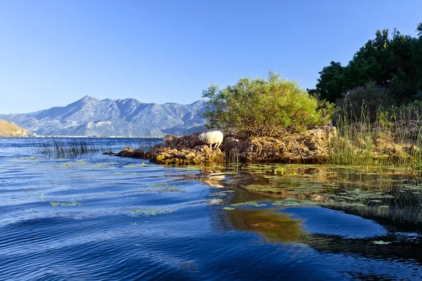 Skadarské jezero — Stock fotografie