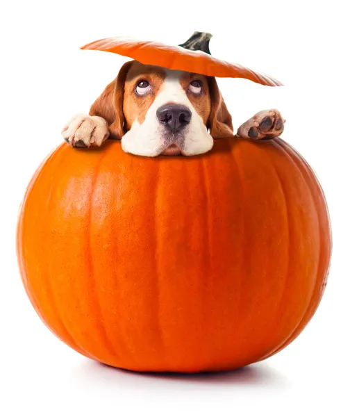 Beagle in zucca Immagini Stock Royalty Free