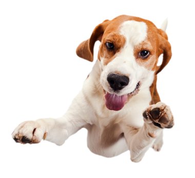Beagle atlama