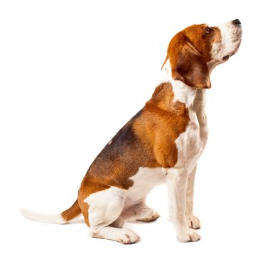 Beagle beyaz