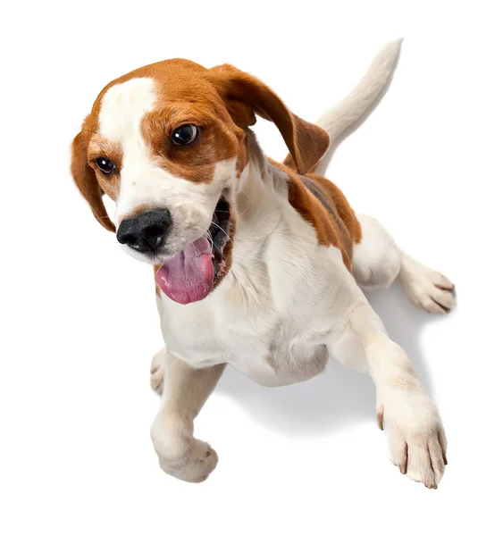 Beagle sobre blanco — Foto de Stock