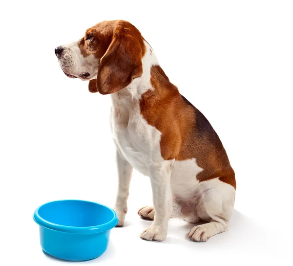 Beagle auf Weiß — Stockfoto
