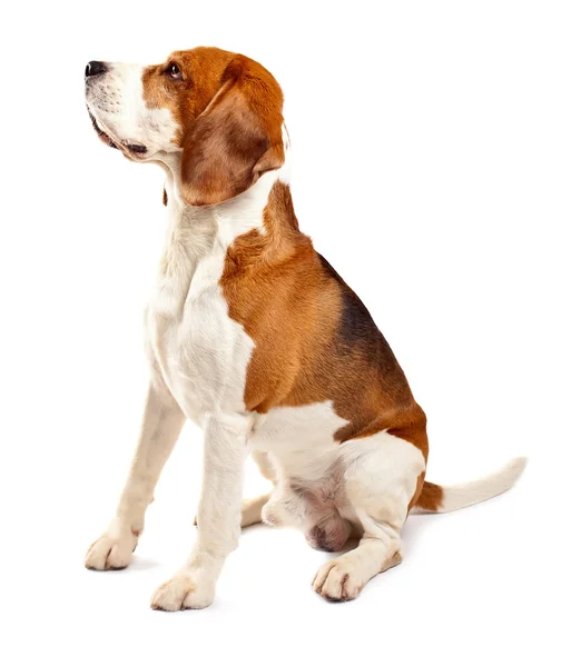 Beagle su bianco — Foto Stock