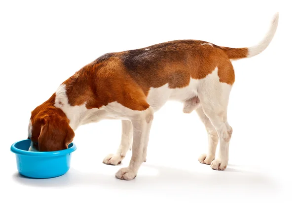 Beagle on white — Stock Photo, Image