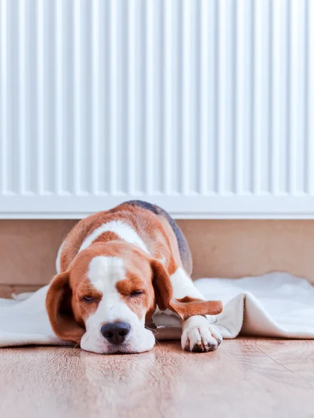Pes má odpočinek nedaleko teplý radiátor — Stock fotografie