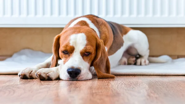 Il cane ha un riposo vicino a un radiatore caldo — Foto Stock
