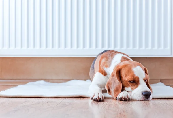 Hund har en vila nära en varm radiator — Stockfoto