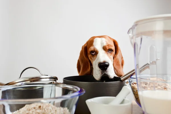 Beagle en la cocina —  Fotos de Stock