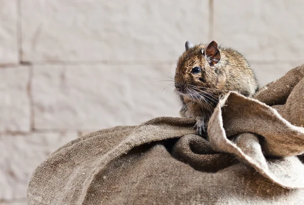 Degu (Octodon degus) é um pequeno roedor caviomorfo — Fotografia de Stock