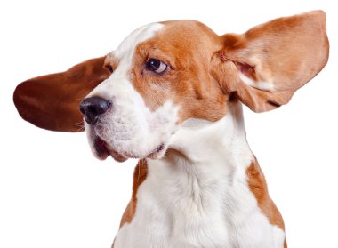 Beagle başının üstüne beyaz