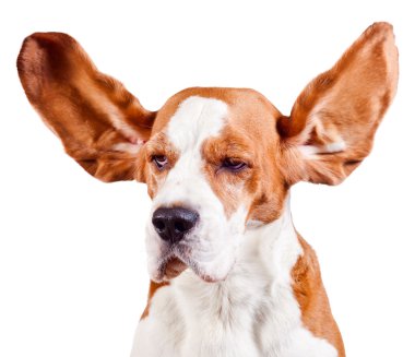 Beagle başının üstüne beyaz