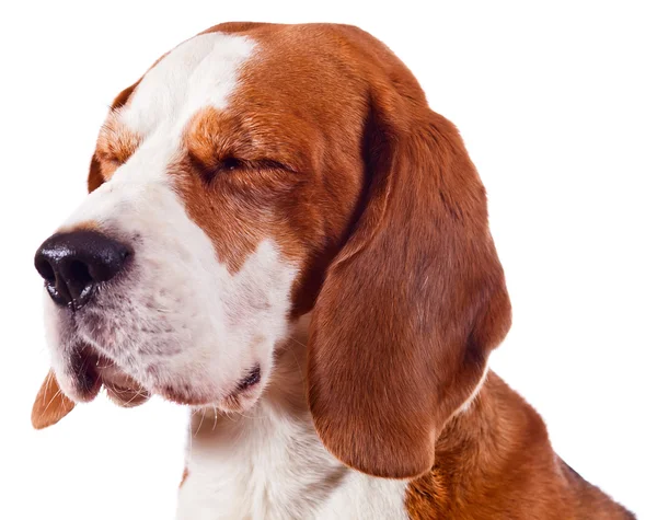 Cabeza de beagle en blanco — Foto de Stock