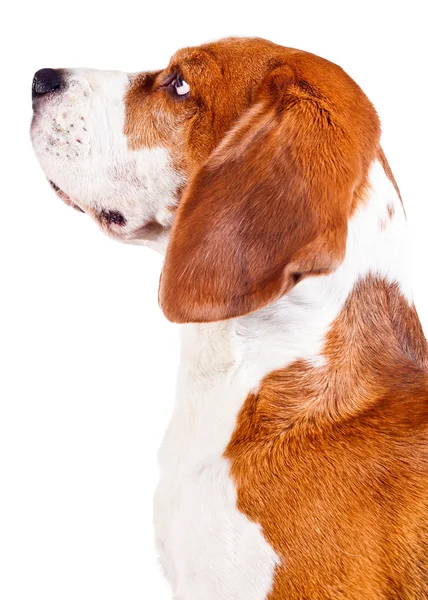 Beagle-Kopf auf Weiß — Stockfoto