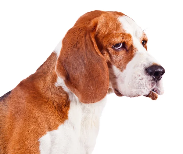 Beagle başının üstüne beyaz — Stok fotoğraf
