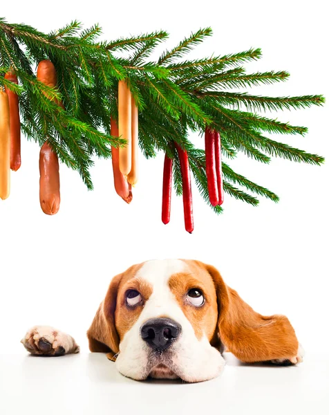 Beagle ve onun Noel hayalleri — Stok fotoğraf