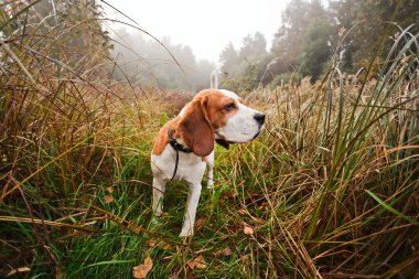 Beagle orman