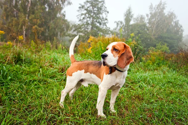 Beagle en el bosque — Foto de Stock