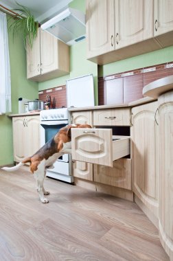 dog in kitchen