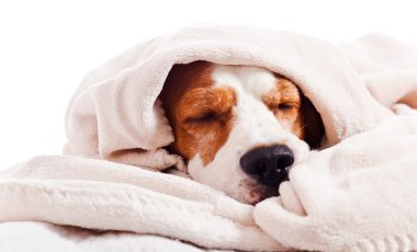 Beyaz bir battaniye altında köpek