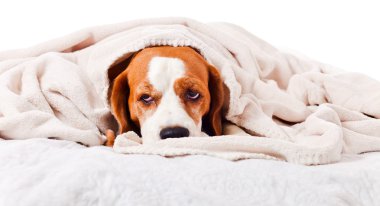 Beyaz bir battaniye altında köpek