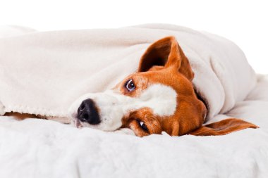 Beyaz bir battaniye altında köpek