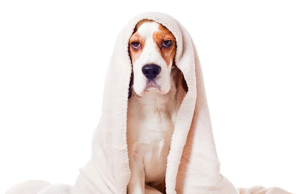 Perro bajo una manta en blanco — Foto de Stock