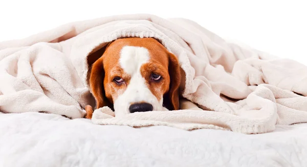 Dog under a blanket on white — Stock Photo, Image