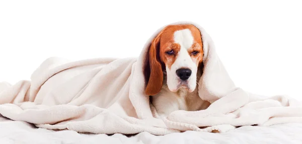 Cão abaixo de um cobertor em branco — Fotografia de Stock