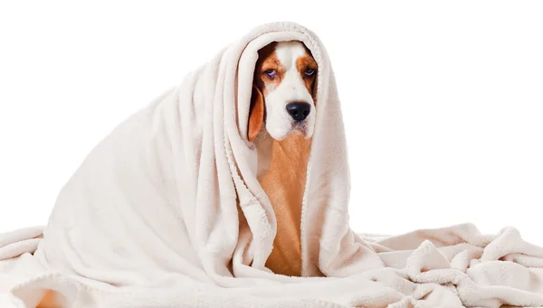 Perro bajo una manta en blanco — Foto de Stock