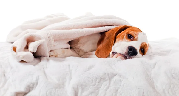Pes pod dekou na bílém pozadí — Stock fotografie