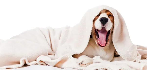 Yawning dog on white — Stock Photo, Image
