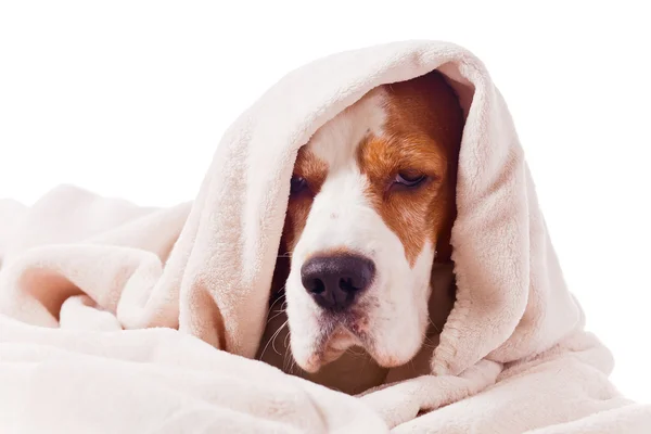 Dog under a blanket on white — Stock Photo, Image