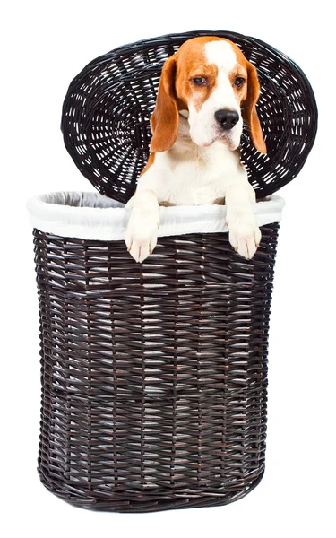 Beagle in basket — Stock Photo, Image