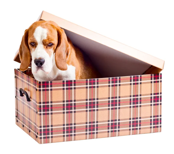 Beagle in box — Stock Photo, Image