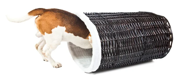 Beagle y cesta para ropa de cama — Foto de Stock