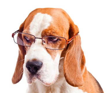 Gözlüklü köpek