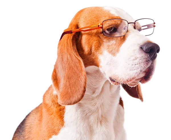 Cão em óculos — Fotografia de Stock