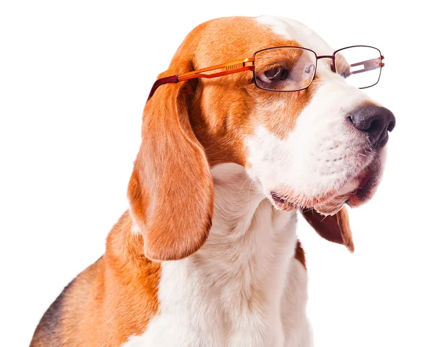 Gözlüklü köpek