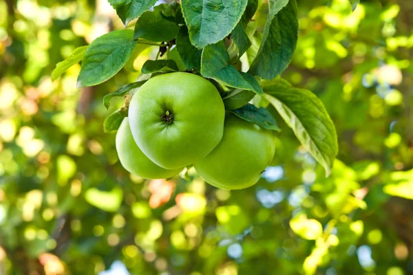 Green apples — Stock Photo, Image