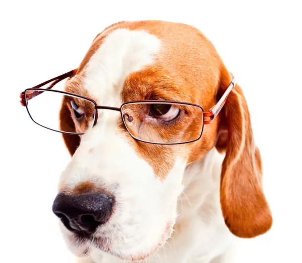 メガネの犬 — ストック写真